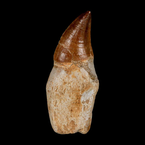 2.5" Mosasaur Prognathodon Anceps Fossil Tooth Rooted Cretaceous Dinosaur Era COA - Fossil Age Minerals