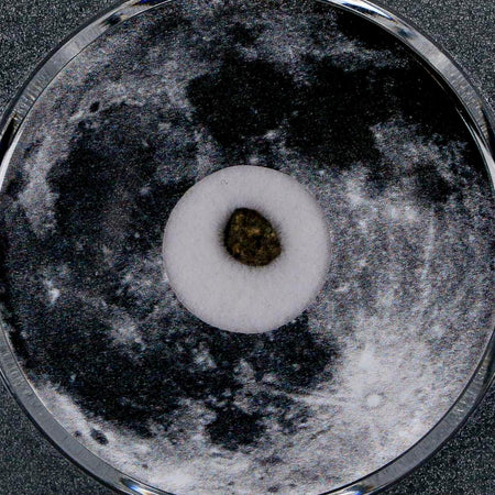 Moon Rock Lunar Meteorite Bechar 003 Algerian Sahara Desert Discovered 2022 COA