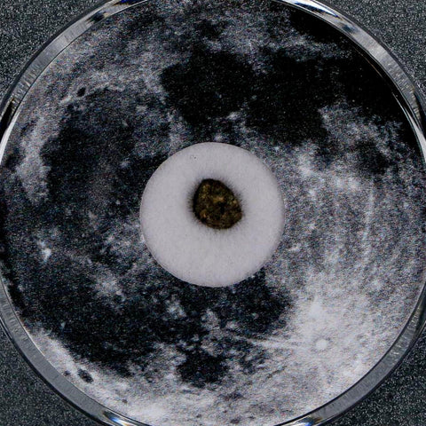 Moon Rock Lunar Meteorite Bechar 003 Algerian Sahara Desert Discovered 2022 COA