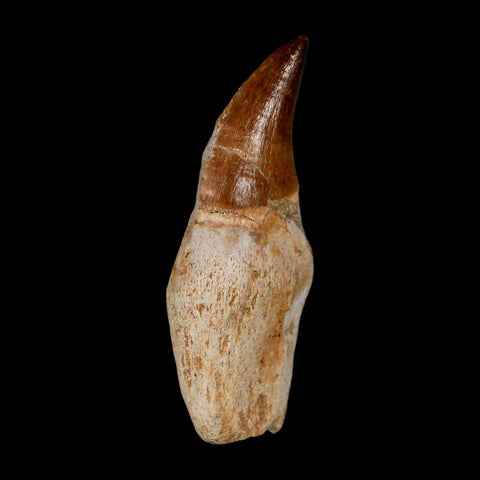 2.5" Mosasaur Prognathodon Anceps Fossil Tooth Rooted Cretaceous Dinosaur Era COA - Fossil Age Minerals