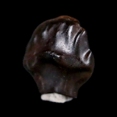 0.4" Ankylosaurus Fossil Tooth Judith River FM Cretaceous Dinosaur MT COA & Display - Fossil Age Minerals