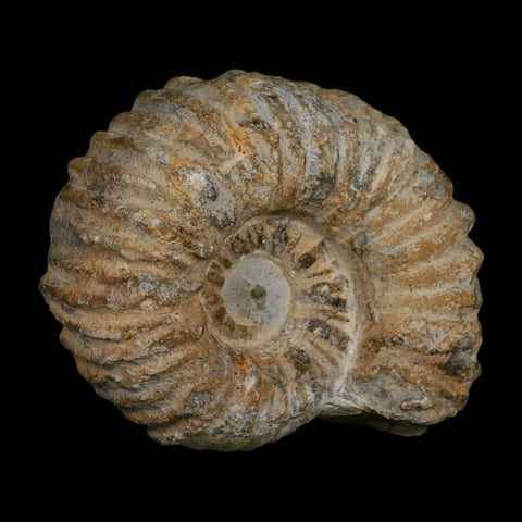 4.5" Acanthoceras Ammonite Fossil Agadir Morocco 360 Million Year Old COA - Fossil Age Minerals