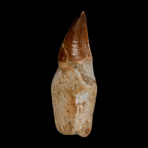 2.5" Mosasaur Prognathodon Anceps Fossil Tooth Rooted Cretaceous Dinosaur Era COA - Fossil Age Minerals