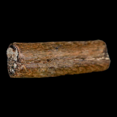 1.7" Mosasaur Fossil Rib Section Cretaceous Dinosaur Era Texas Ozan FM COA - Fossil Age Minerals