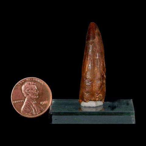 1.5" Spinosaurus Fossil Tooth 100 Million Years Old Cretaceous Dinosaur COA Stand