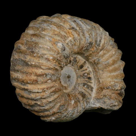 4.5" Acanthoceras Ammonite Fossil Agadir Morocco 360 Million Year Old COA - Fossil Age Minerals