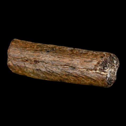 1.7" Mosasaur Fossil Rib Section Cretaceous Dinosaur Era Texas Ozan FM COA - Fossil Age Minerals