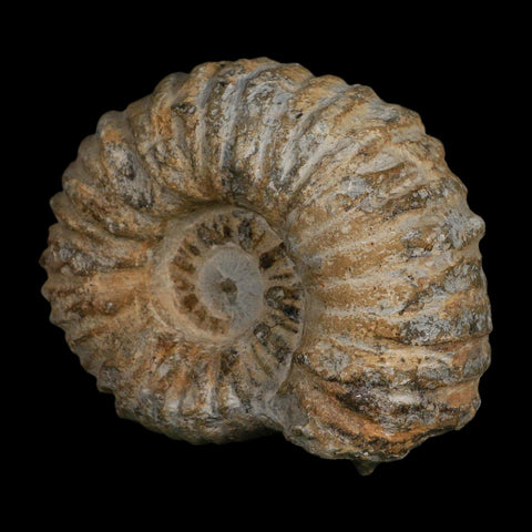 4.5" Acanthoceras Ammonite Fossil Agadir Morocco 360 Million Year Old COA - Fossil Age Minerals