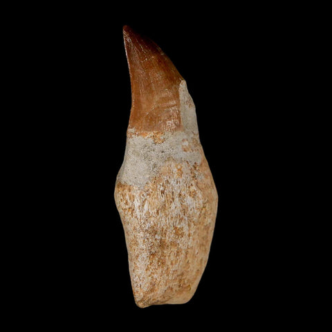 2.5" Mosasaur Prognathodon Anceps Fossil Tooth Rooted Cretaceous Dinosaur Era COA - Fossil Age Minerals