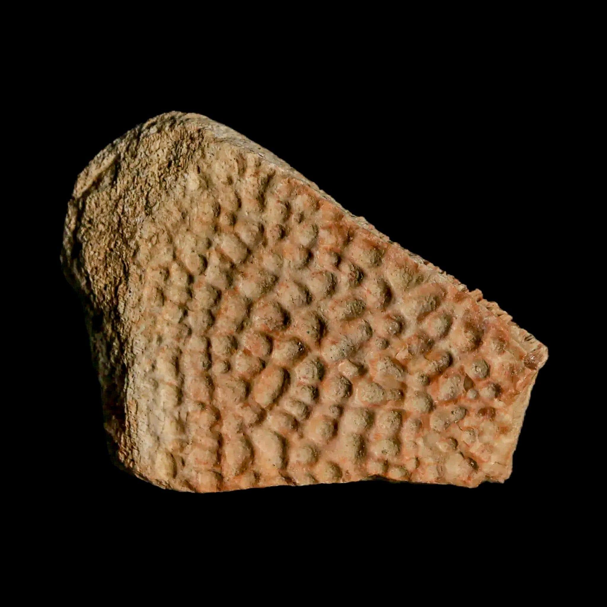 1.6" Fossil Turtle Shell Judith River Formation Montana Dinosaur Cretaceous Age - Fossil Age Minerals