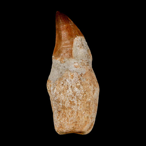 2.5" Mosasaur Prognathodon Anceps Fossil Tooth Rooted Cretaceous Dinosaur Era COA - Fossil Age Minerals