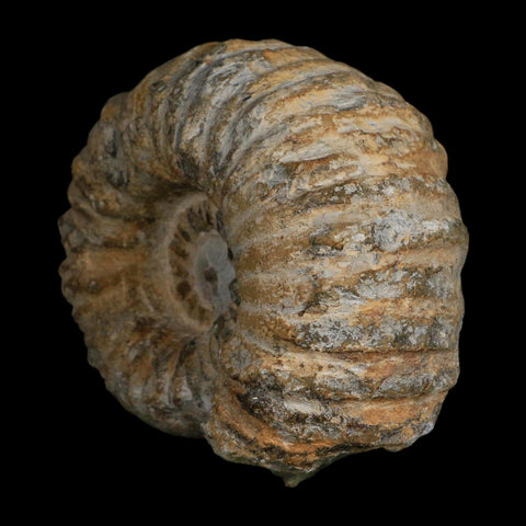 4.5" Acanthoceras Ammonite Fossil Agadir Morocco 360 Million Year Old COA - Fossil Age Minerals