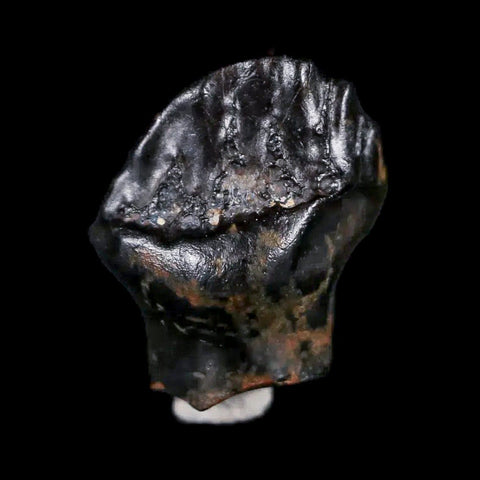 0.5" Ankylosaurus Fossil Tooth Judith River FM Cretaceous Dinosaur MT COA & Display - Fossil Age Minerals