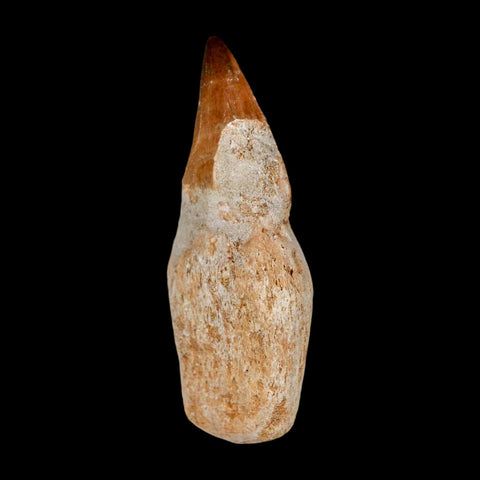 2.5" Mosasaur Prognathodon Anceps Fossil Tooth Rooted Cretaceous Dinosaur Era COA - Fossil Age Minerals