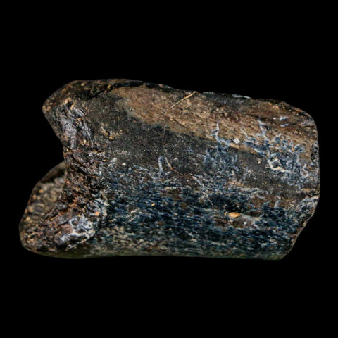 1.7" Mosasaur Fossil Rib Section Cretaceous Dinosaur Era Texas Ozan FM COA - Fossil Age Minerals