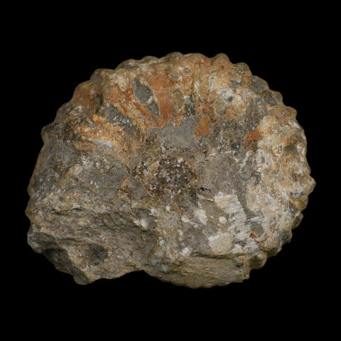 4.5" Acanthoceras Ammonite Fossil Agadir Morocco 360 Million Year Old COA - Fossil Age Minerals