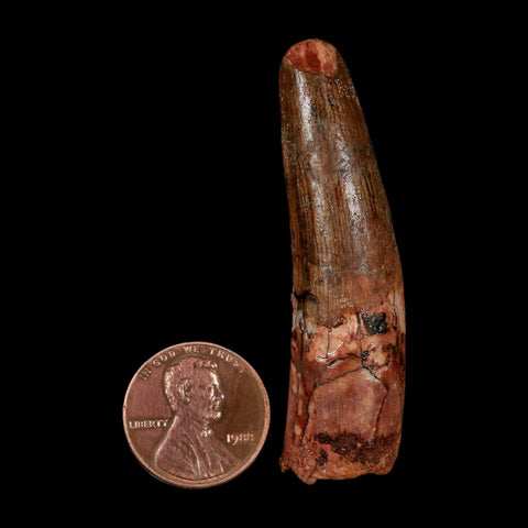 2.2" Spinosaurus Fossil Tooth 100 Million Years Old Cretaceous Dinosaur COA Stand