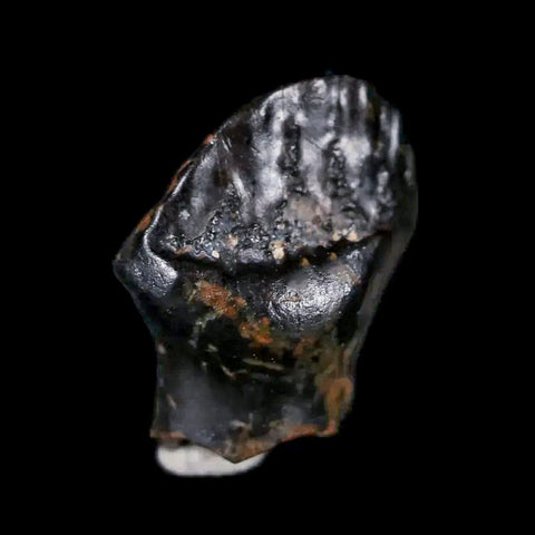 0.5" Ankylosaurus Fossil Tooth Judith River FM Cretaceous Dinosaur MT COA & Display - Fossil Age Minerals