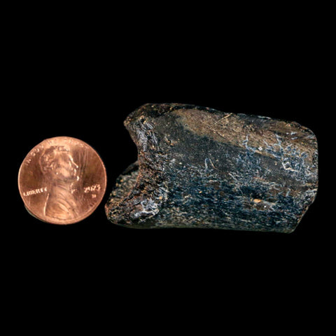 1.7" Mosasaur Fossil Rib Section Cretaceous Dinosaur Era Texas Ozan FM COA - Fossil Age Minerals