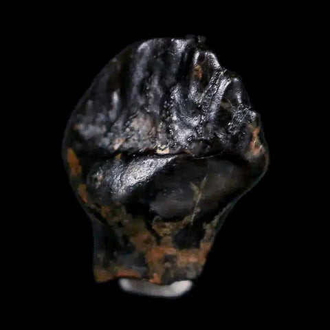 0.5" Ankylosaurus Fossil Tooth Judith River FM Cretaceous Dinosaur MT COA & Display - Fossil Age Minerals