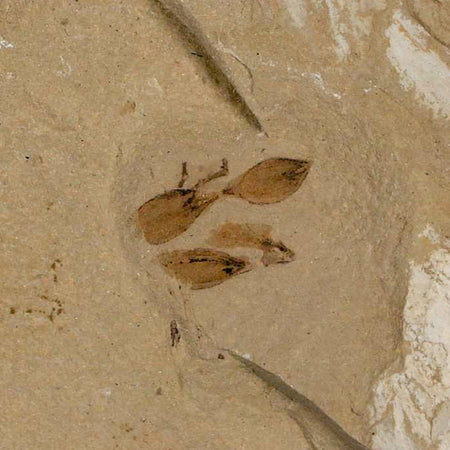 0.5" Detailed Fossil Seeds Plant Green River FM Uintah County Utah Eocene Age