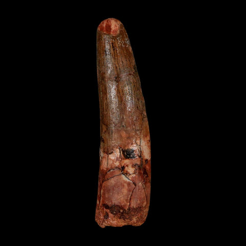 2.2" Spinosaurus Fossil Tooth 100 Million Years Old Cretaceous Dinosaur COA Stand