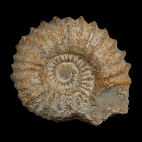 4.8" Acanthoceras Ammonite Fossil Agadir Morocco 360 Million Year Old COA - Fossil Age Minerals