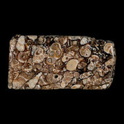 2.9" Polished Cut Slab Of Fossil Turritella Shells Eocene Age Wyoming Gastropod Shells
