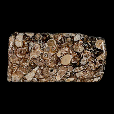 2.9" Polished Cut Slab Of Fossil Turritella Shells Eocene Age Wyoming Gastropod Shells