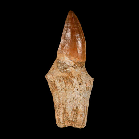 2.8" Mosasaur Eremiasaurus Fossil Tooth Rooted Cretaceous Dinosaur Era COA
