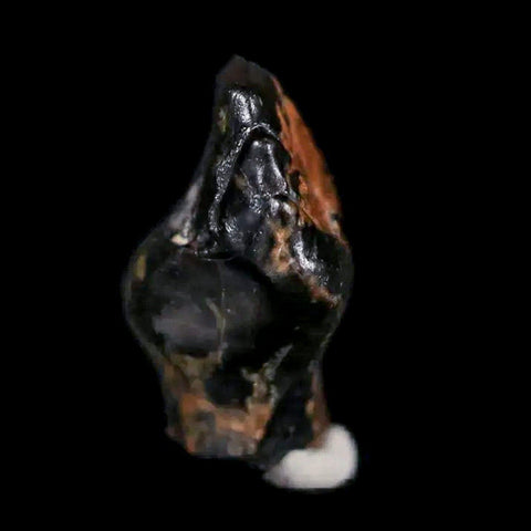 0.5" Ankylosaurus Fossil Tooth Judith River FM Cretaceous Dinosaur MT COA & Display - Fossil Age Minerals
