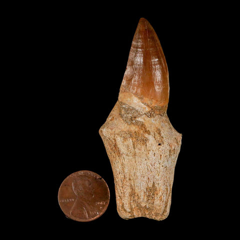 2.8" Mosasaur Eremiasaurus Fossil Tooth Rooted Cretaceous Dinosaur Era COA