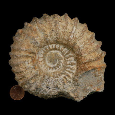 4.8" Acanthoceras Ammonite Fossil Agadir Morocco 360 Million Year Old COA - Fossil Age Minerals