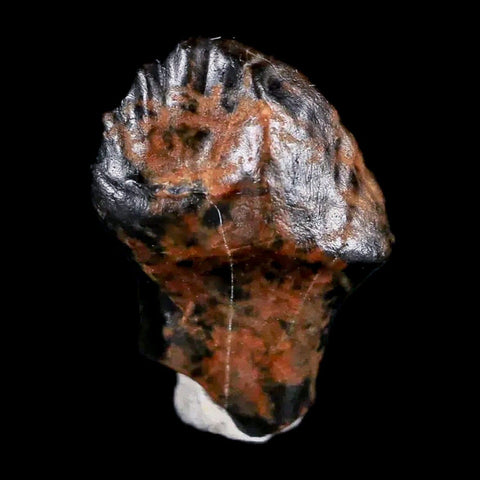 0.5" Ankylosaurus Fossil Tooth Judith River FM Cretaceous Dinosaur MT COA & Display - Fossil Age Minerals