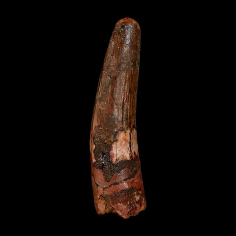2.2" Spinosaurus Fossil Tooth 100 Million Years Old Cretaceous Dinosaur COA Stand