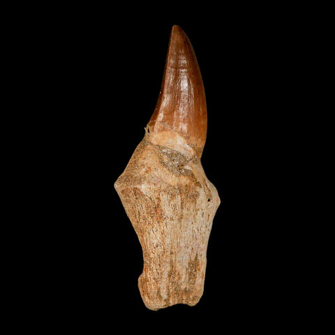 2.8" Mosasaur Eremiasaurus Fossil Tooth Rooted Cretaceous Dinosaur Era COA