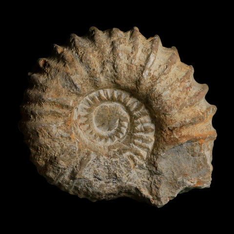 4.8" Acanthoceras Ammonite Fossil Agadir Morocco 360 Million Year Old COA - Fossil Age Minerals