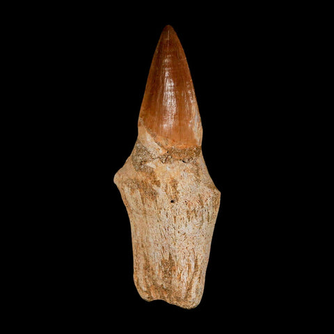 2.8" Mosasaur Eremiasaurus Fossil Tooth Rooted Cretaceous Dinosaur Era COA