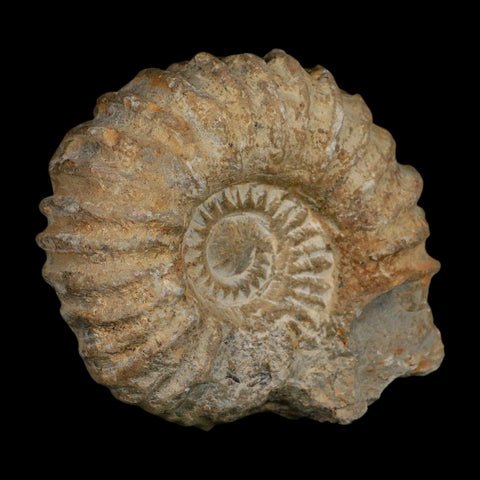 4.8" Acanthoceras Ammonite Fossil Agadir Morocco 360 Million Year Old COA - Fossil Age Minerals