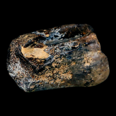 1.7" Mosasaur Fossil Rib Section Cretaceous Dinosaur Era Texas Ozan FM COA - Fossil Age Minerals