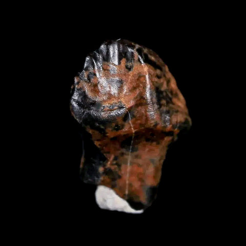 0.5" Ankylosaurus Fossil Tooth Judith River FM Cretaceous Dinosaur MT COA & Display - Fossil Age Minerals