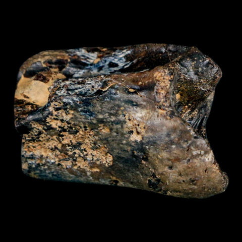 1.7" Mosasaur Fossil Rib Section Cretaceous Dinosaur Era Texas Ozan FM COA - Fossil Age Minerals