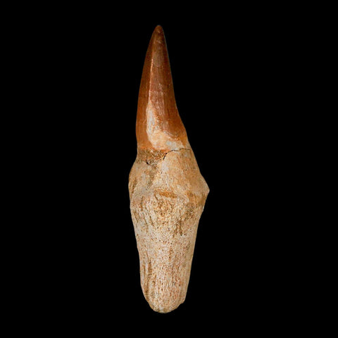 2.8" Mosasaur Eremiasaurus Fossil Tooth Rooted Cretaceous Dinosaur Era COA