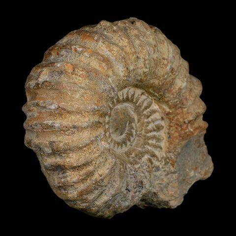 4.8" Acanthoceras Ammonite Fossil Agadir Morocco 360 Million Year Old COA - Fossil Age Minerals