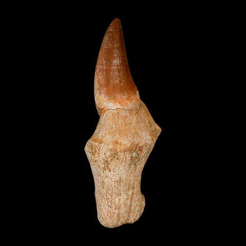 2.8" Mosasaur Eremiasaurus Fossil Tooth Rooted Cretaceous Dinosaur Era COA