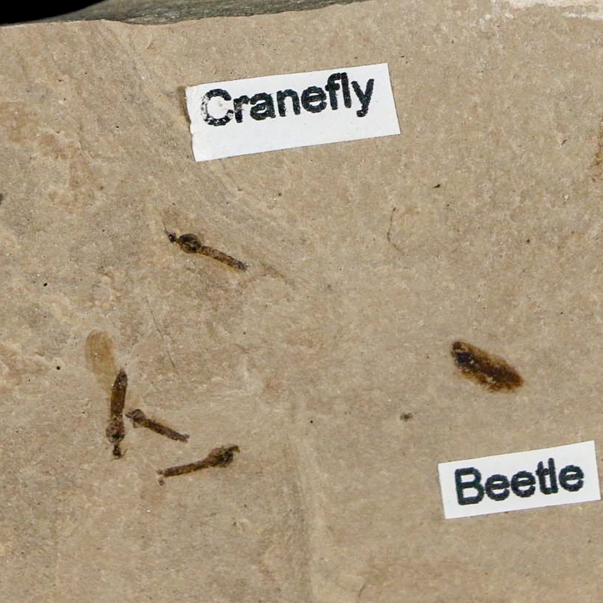 Fossil Crane Flies And Beetle Insect Plate Green River FM Uintah County UT Eocene Age - Fossil Age Minerals