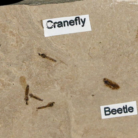 Fossil Crane Flies And Beetle Insect Plate Green River FM Uintah County UT Eocene Age - Fossil Age Minerals