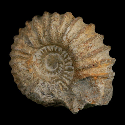 4.8" Acanthoceras Ammonite Fossil Agadir Morocco 360 Million Year Old COA - Fossil Age Minerals