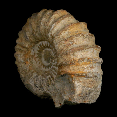 4.8" Acanthoceras Ammonite Fossil Agadir Morocco 360 Million Year Old COA - Fossil Age Minerals