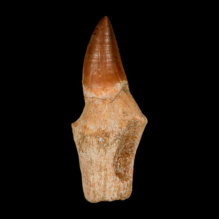 2.8" Mosasaur Eremiasaurus Fossil Tooth Rooted Cretaceous Dinosaur Era COA